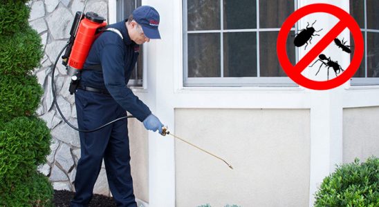 Kaynaşlı Bit İlaçlama böcek ilaçlama ve haşere kontrolü — ilaclama-tr.com